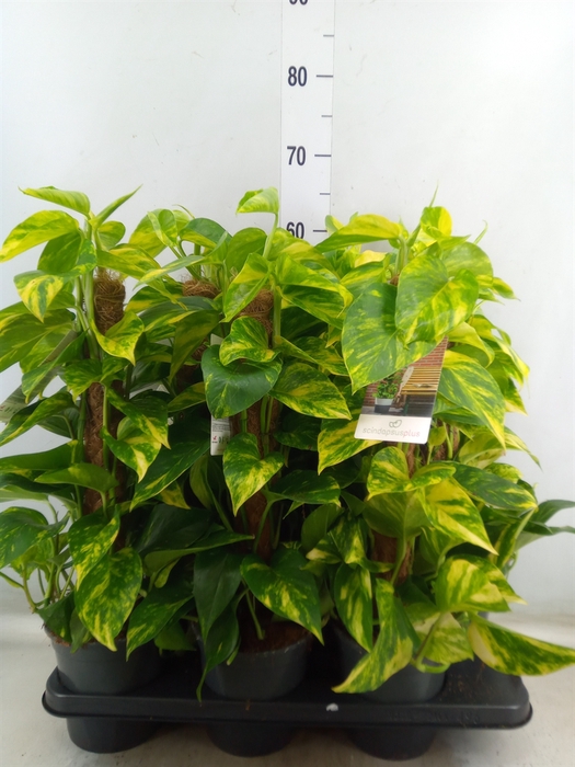 <h4>Epipremnum pinn.   ...moss stick</h4>