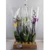 Phalaenopsis   ...mix  4