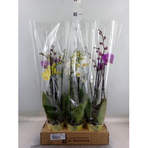 Phalaenopsis   ...mix  4