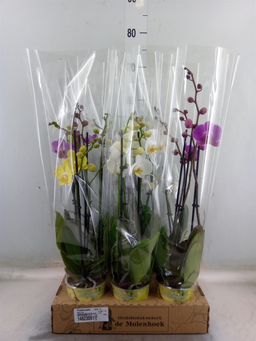 <h4>Phalaenopsis   ...mix  4</h4>