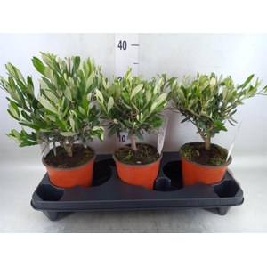 Olea europaea