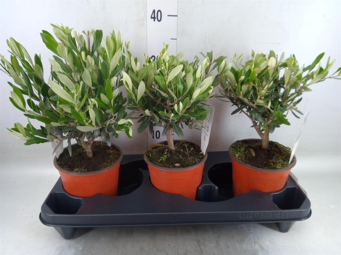 <h4>Olea europaea</h4>