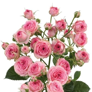 Rosa TR 'Super Sensation' Flora Ola