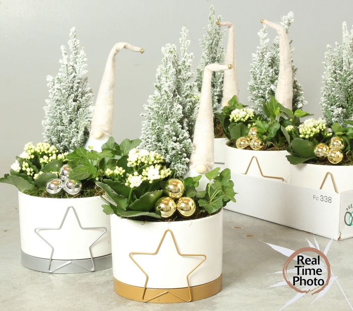 <h4>ARR KAMERPLANTEN H%</h4>