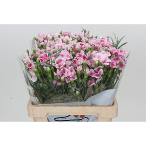 Dianthus Tr Solandis Blushfly