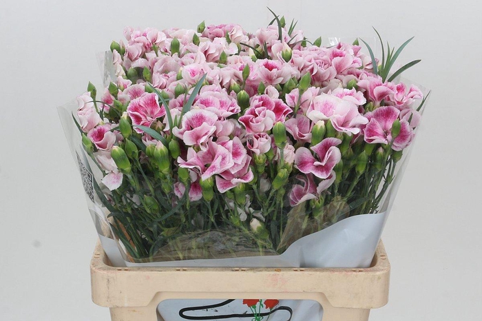 Dianthus Tr Solandis Blushfly