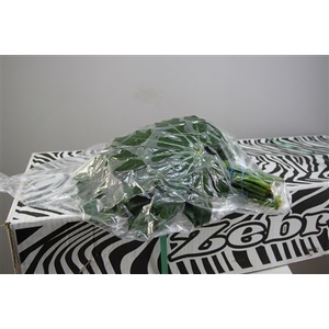 ARALIA SMALL V P X 5