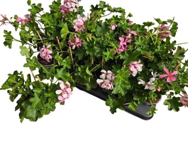 <h4>PEL PELT BALKON ROSE</h4>