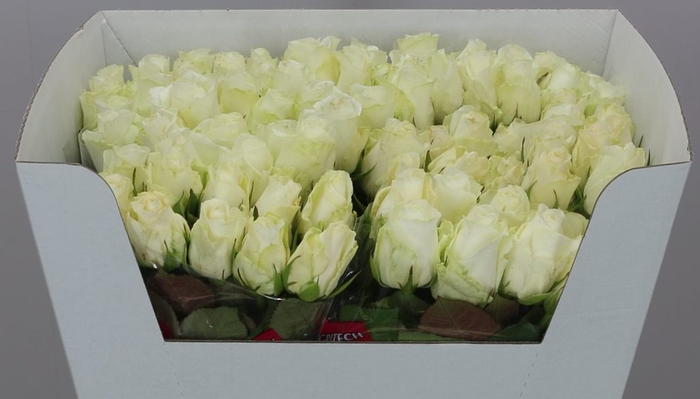 <h4>R GR COUNTDOWN!</h4>