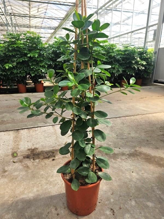 <h4>Ficus Green Island</h4>