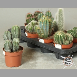 CACTUS OV