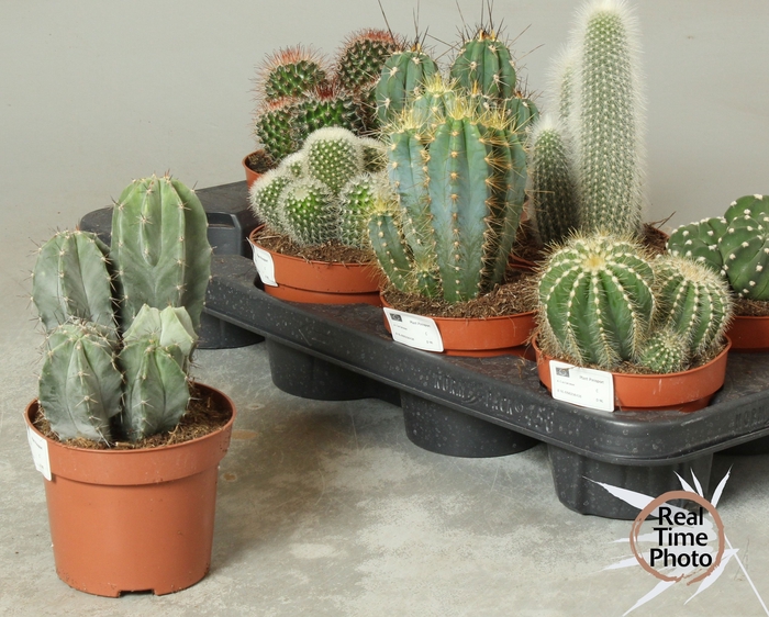 <h4>CACTUS OV</h4>
