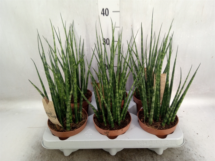 Sansevieria  'Fernwood'