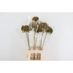 DF Allium Paint Yellow