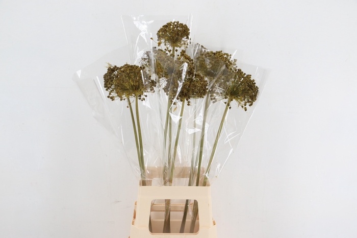 <h4>DF Allium Paint Yellow</h4>