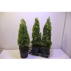 arr8 Buxu Sempervirens