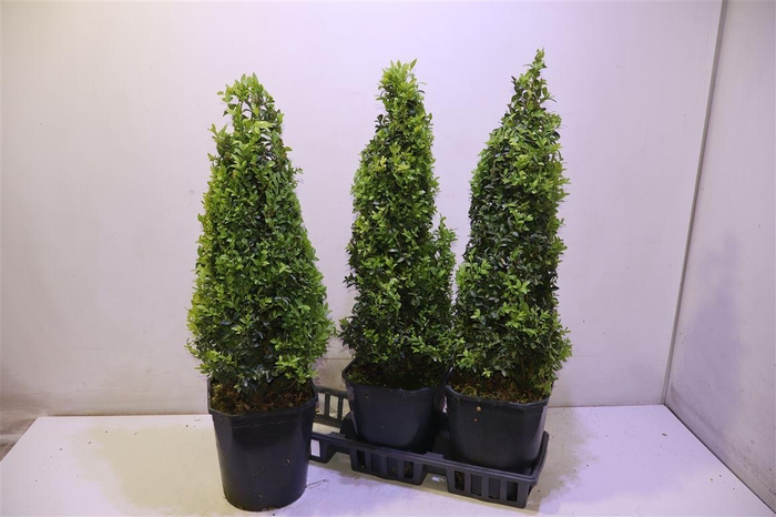 <h4>arr8 Buxu Sempervirens</h4>