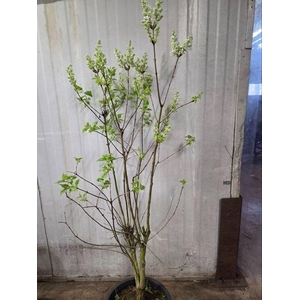 SYRINGA VULGARIS STEPMAN P28 100CM