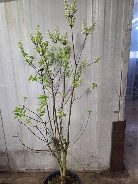<h4>!! PROMO !! SYRINGA VULGARIS STEPMAN P28 100CM</h4>