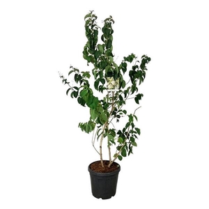 Heptacodium miconioides