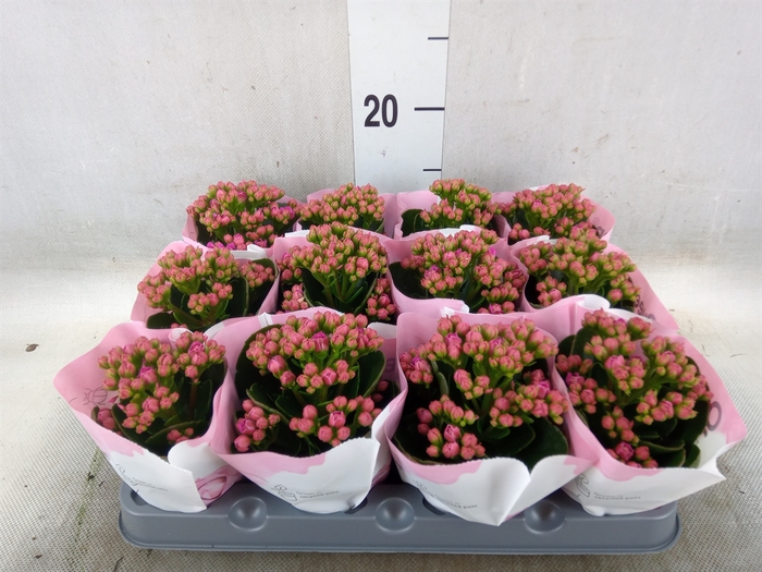 <h4>Kalanchoe  'RoseFlow Harlow'</h4>
