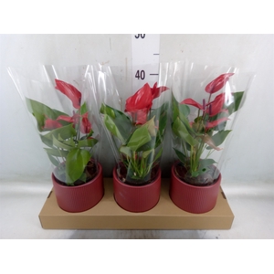 Anthurium  'Banderola Lava'