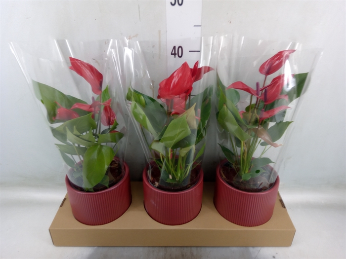 <h4>Anthurium  'Banderola Lava'</h4>