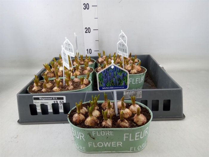 <h4>Arr. Muscari L%</h4>