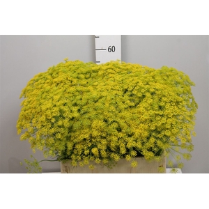 Anet Graveolens
