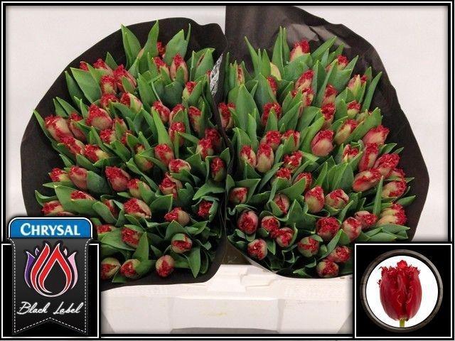 <h4>TU FR INDIANA</h4>