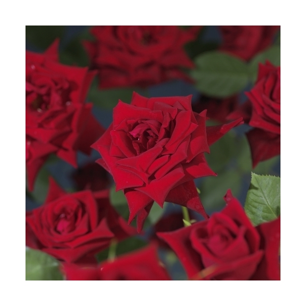 <h4>Rosa 'Red Climber' +3.0 label</h4>