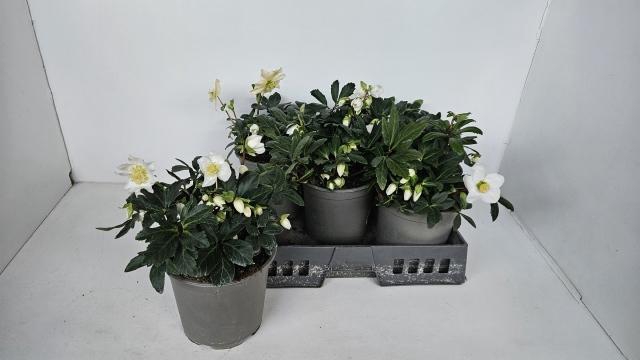 <h4>HELL NI HAPPY DAY</h4>