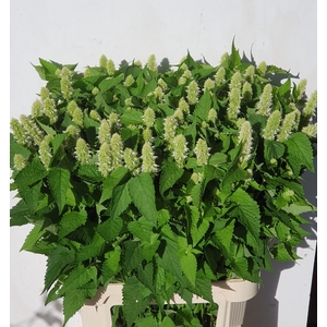 AGASTACHE OV