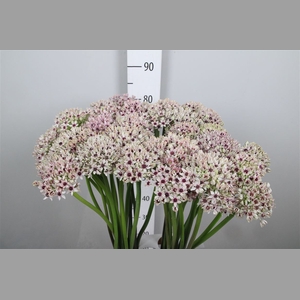 Allium Silverspring