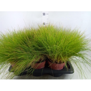 Festuca glauca 'Golden Toupee'