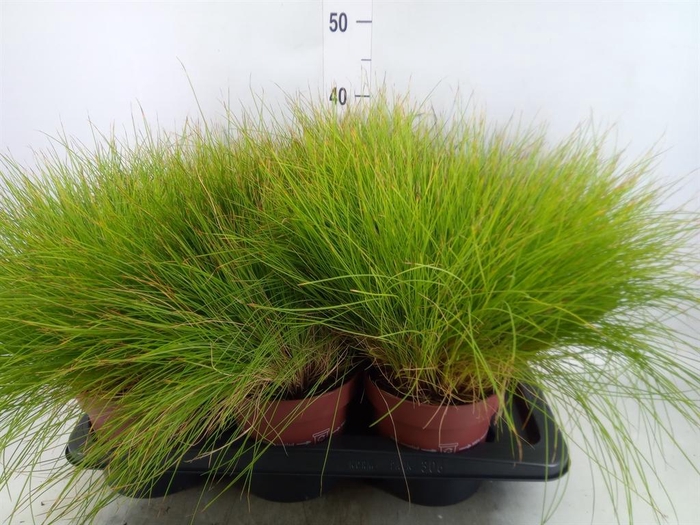 <h4>Festuca glauca 'Golden Toupee'</h4>
