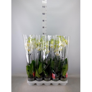 Phalaenopsis   ...white