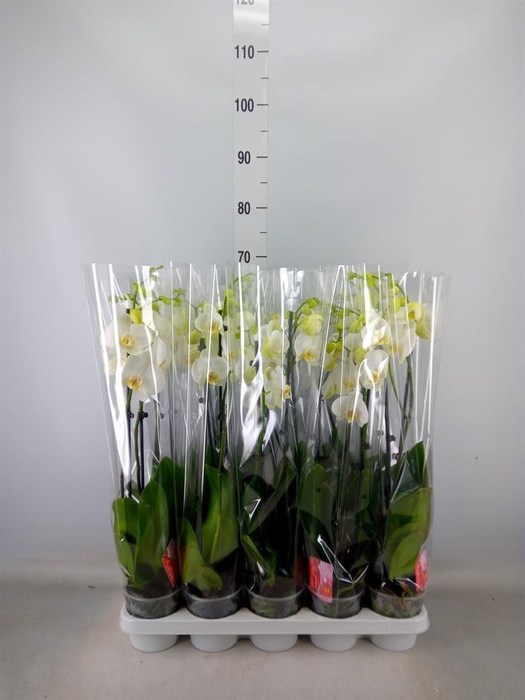 <h4>Phalaenopsis   ...white</h4>