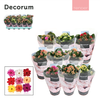 Kalanchoe Decorum TENDER - Serenity mix