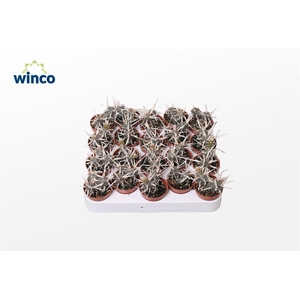 Tephrocactus Aoracanthus