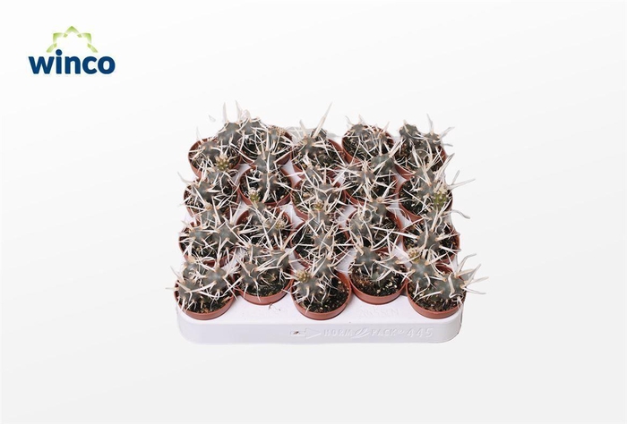 <h4>Tephrocactus Aoracanthus</h4>