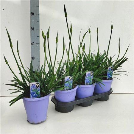 <h4>Agapa Crystal Line 6+</h4>