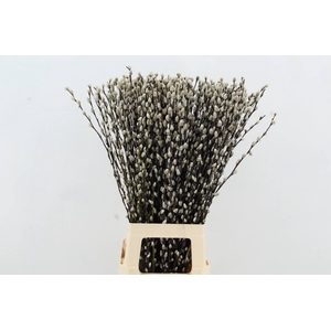 SALIX SNOW FLAKE