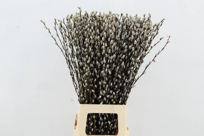 <h4>SALIX SNOW FLAKE</h4>