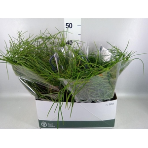 Rhipsalis   ...