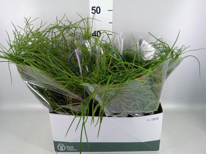 <h4>Rhipsalis ...</h4>