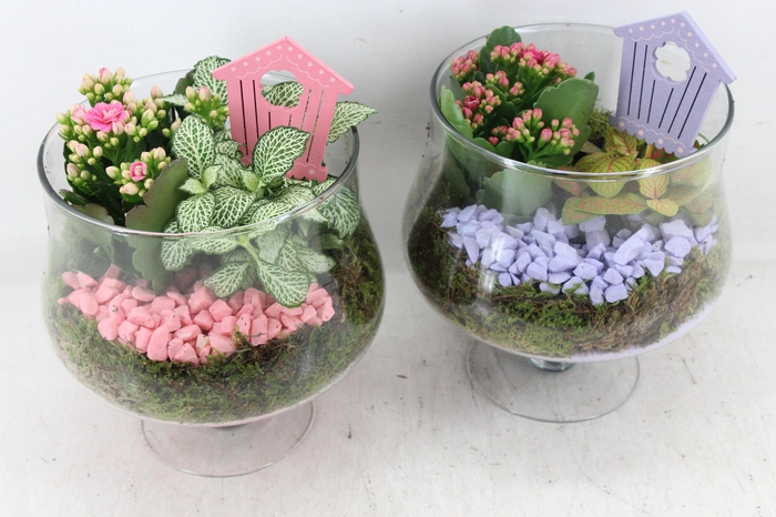 <h4>arr2 PL - Glas op voet x6 - lila/roze</h4>
