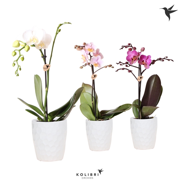 <h4>Phalaenopsis gemengd</h4>