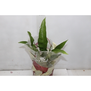 ASPLENIUM OSAKA LISO P17