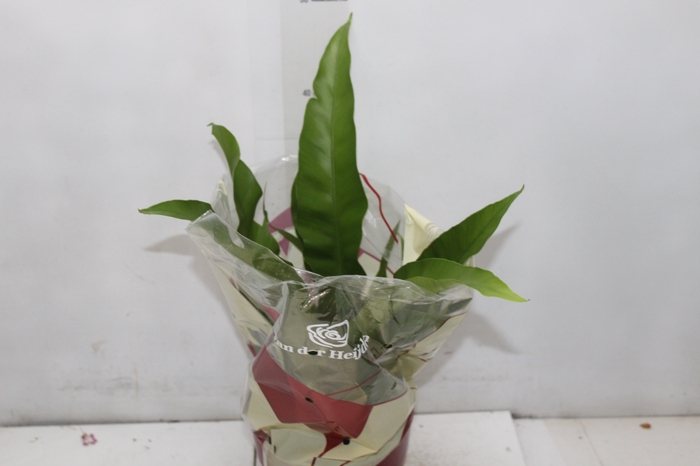 <h4>ASPLENIUM OSAKA LISO P17</h4>